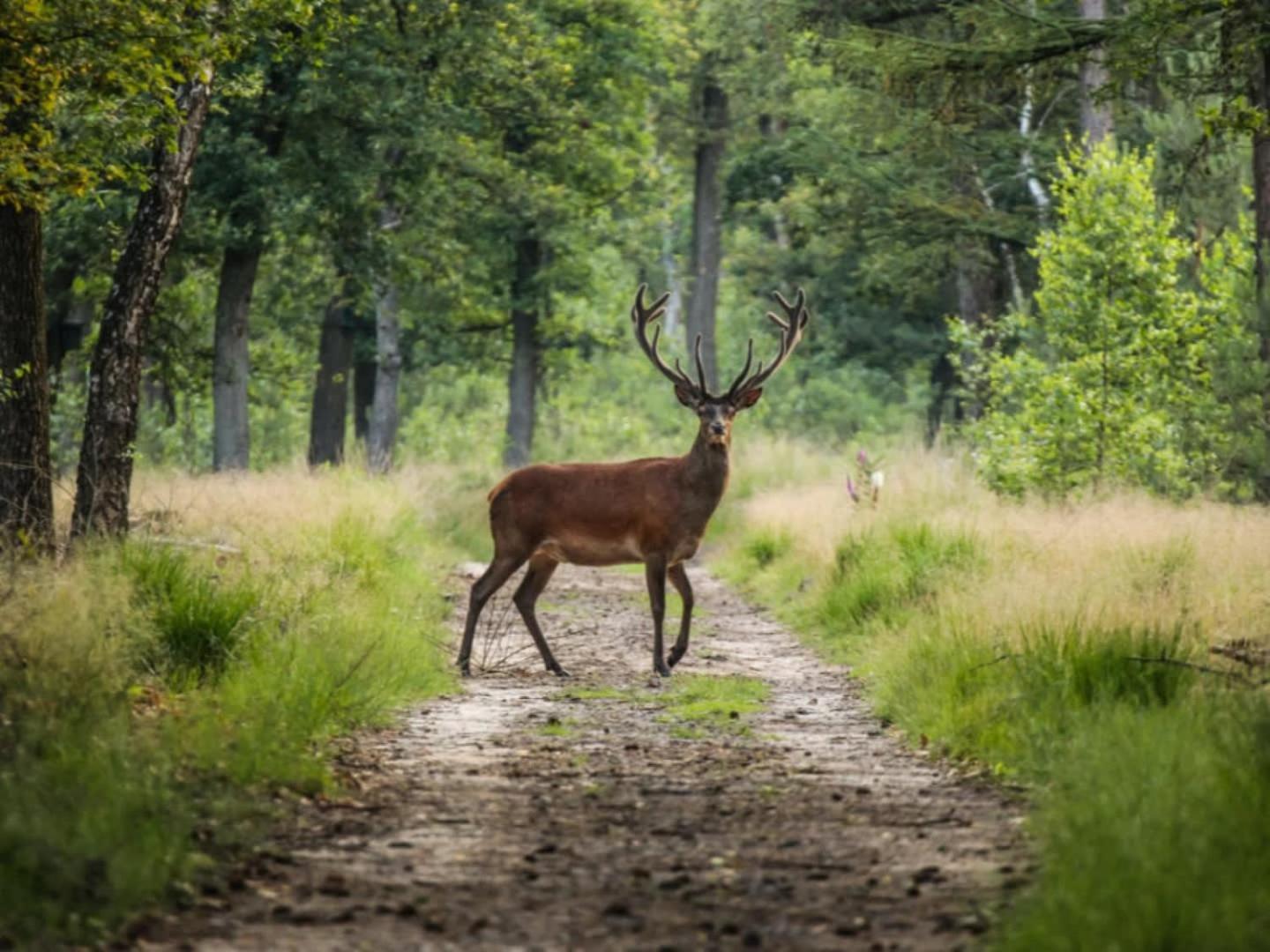 Vakantiehuis Op Rustig Bospark Veluwe ฟัวร์เธาเซอ ภายนอก รูปภาพ