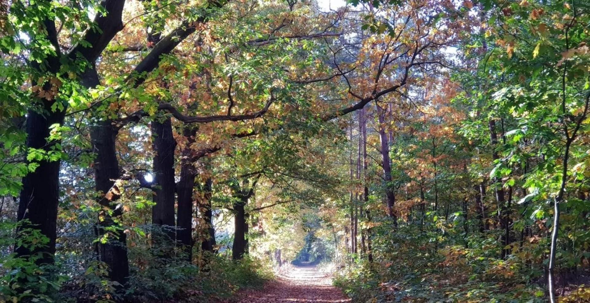 Vakantiehuis Op Rustig Bospark Veluwe ฟัวร์เธาเซอ ภายนอก รูปภาพ